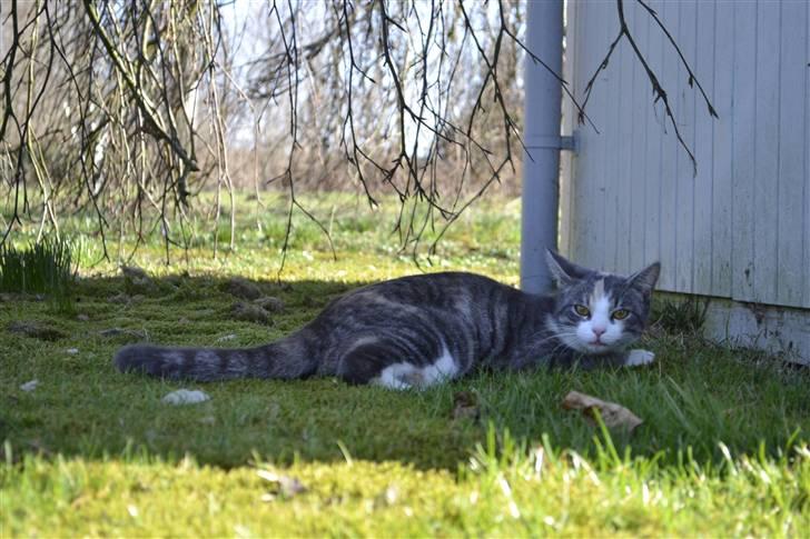 Blanding af racer Kiska - #Fotograf: Anne-Mette Fogh# billede 10