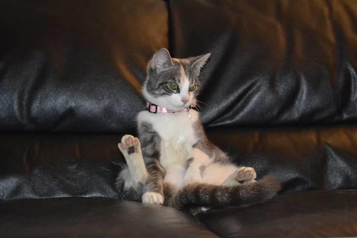 Blanding af racer Kiska - #Fotograf: Anne-Mette Fogh# billede 11