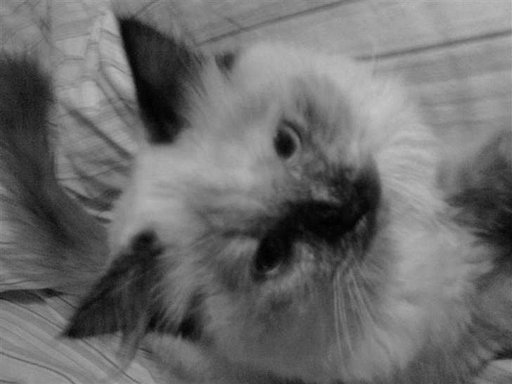 Blanding af racer Silke;) ny tekst billede 8