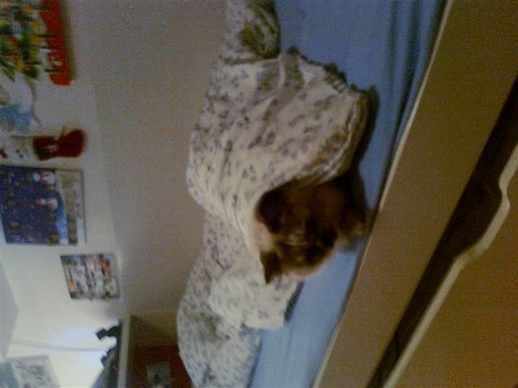 Blanding af racer Silke;) ny tekst billede 9