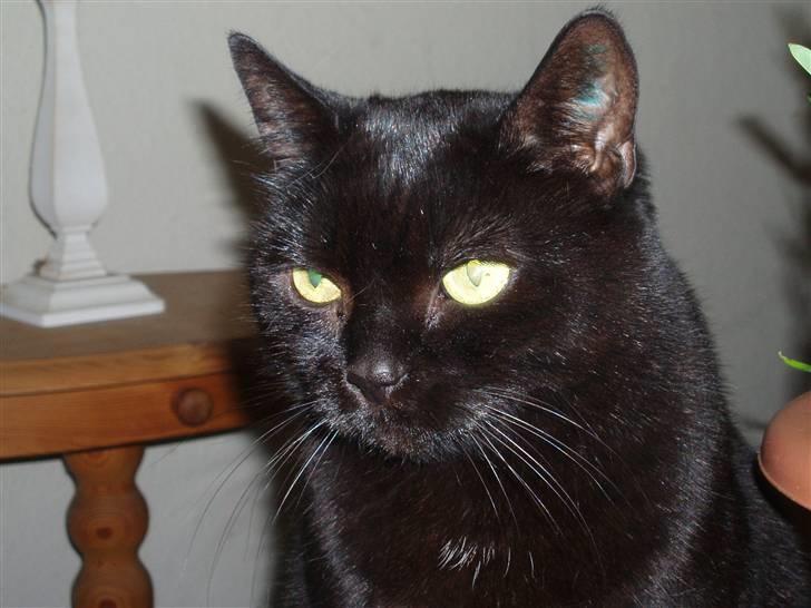 Huskat Musli billede 12