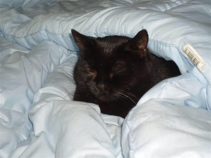 Huskat Musli billede 13