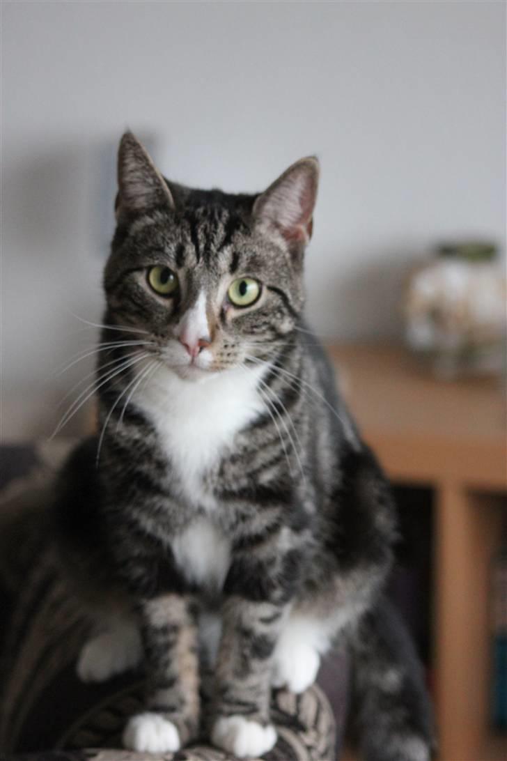 Huskat Fido  - Fido vov, nu en stor fin dreng billede 20