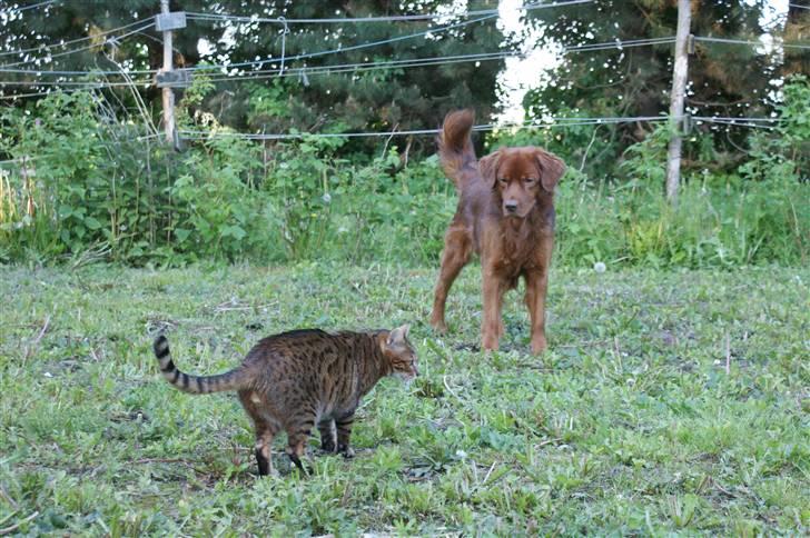 Bengal Kong Hans - Hans jager Fievel billede 10