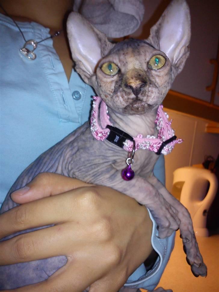 Sphynx Missy - Gucci med sit nye halsbånd <3 billede 2