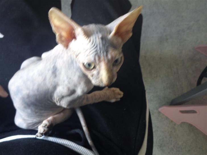 Sphynx Missy billede 4