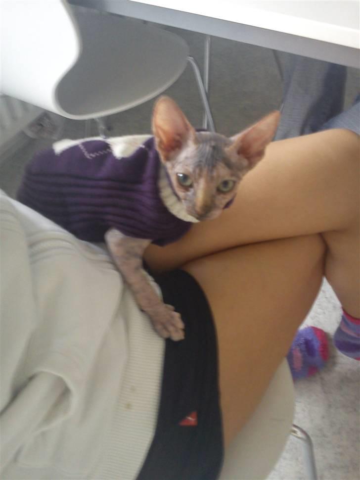 Sphynx Missy - Gucci prøver lige sin trøje billede 6