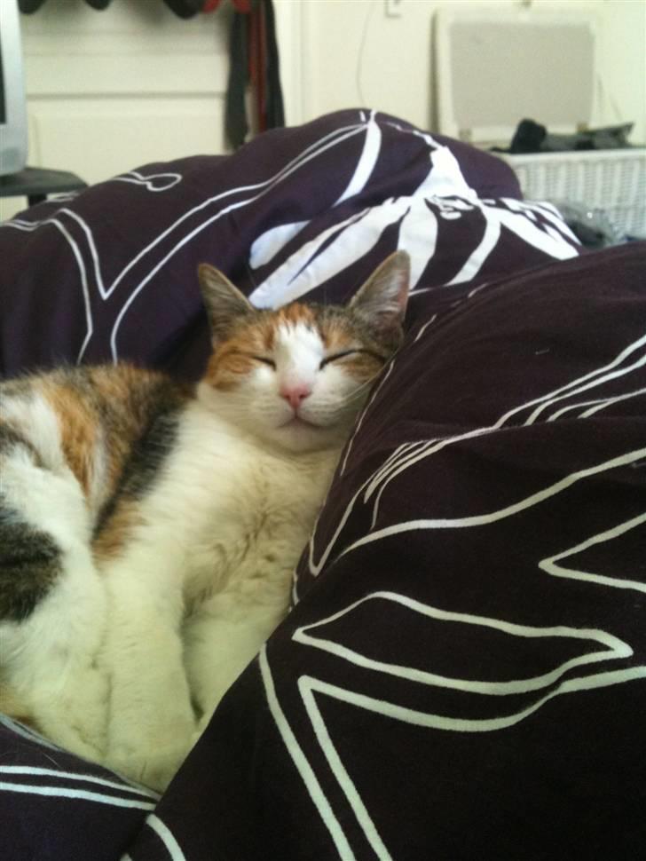 Huskat Bumle - Bumle der ligger og sover, mens jeg læser:) billede 7