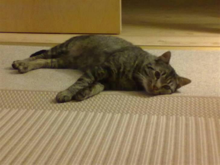 Huskat Thomas billede 1