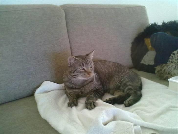 Huskat Thomas billede 2