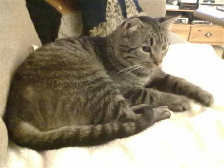 Huskat Thomas billede 3