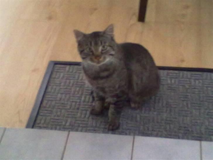 Huskat Thomas billede 4