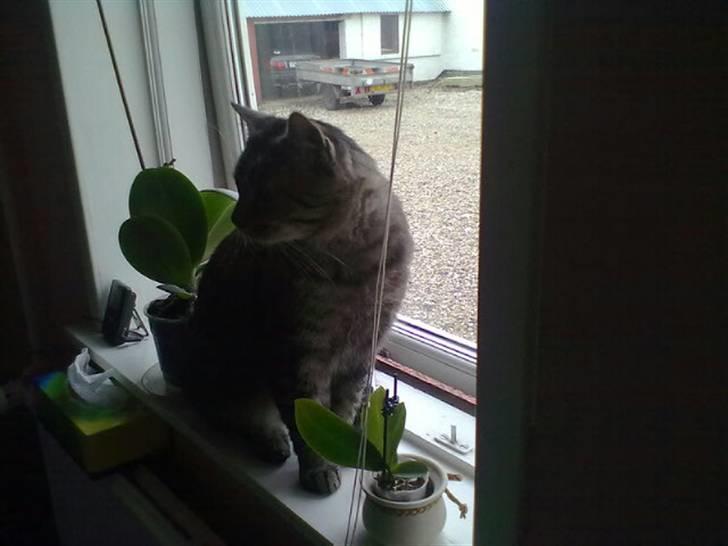 Huskat Thomas billede 5