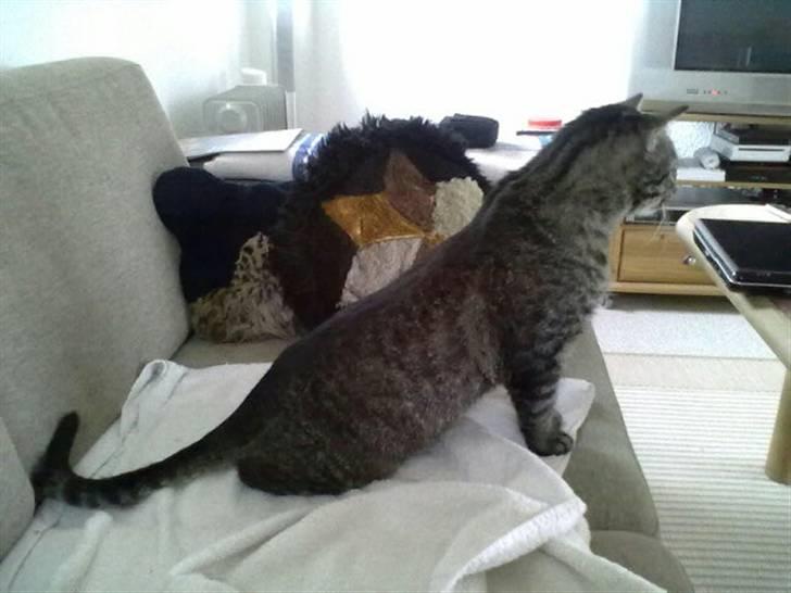 Huskat Thomas billede 6