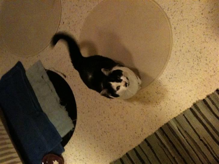 Huskat Zelda billede 6