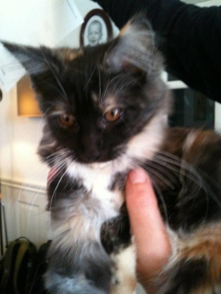 Maine Coon Jessie billede 1