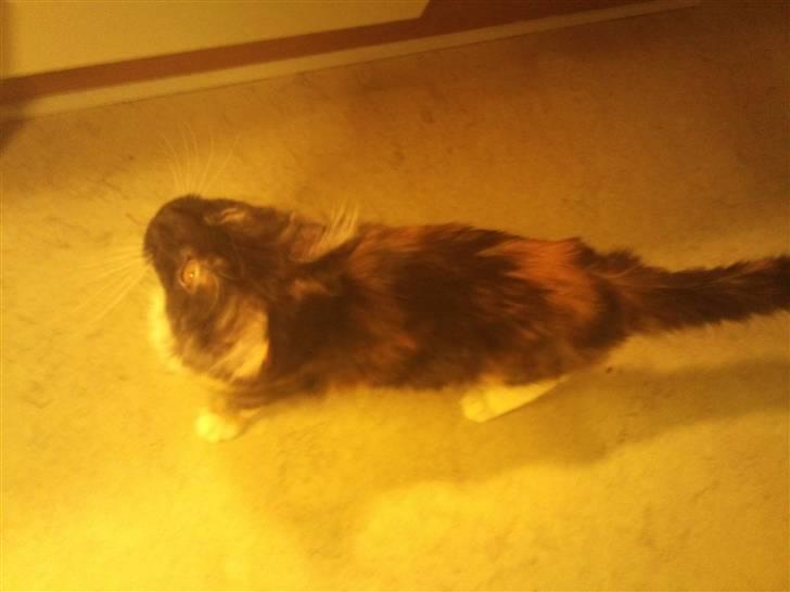 Maine Coon Jessie billede 2