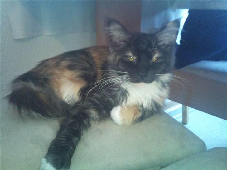 Maine Coon Jessie billede 3