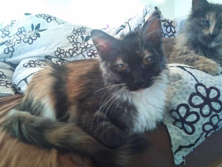 Maine Coon Jessie billede 4