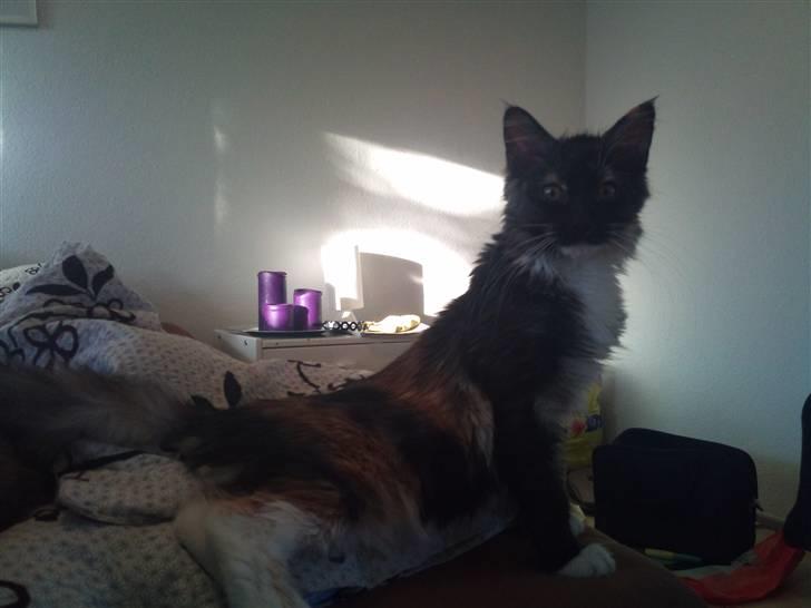 Maine Coon Jessie billede 5