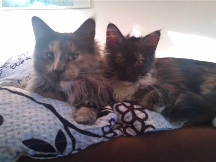 Maine Coon Jessie - lige et billede af Jessie sammen med hendes store søster  Amy billede 6