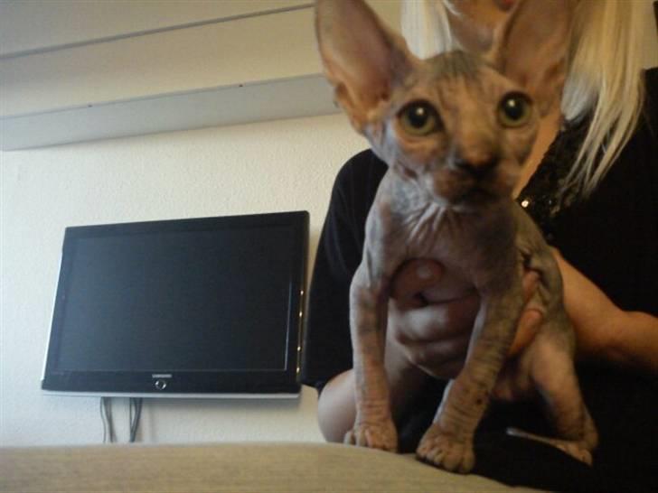 Sphynx Missy - Så kom gucci hjem <3 billede 7
