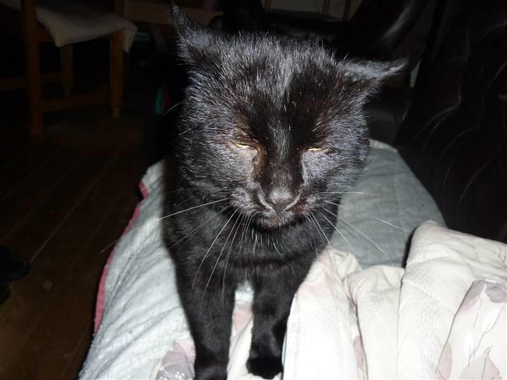 Huskat Greve Plys billede 14