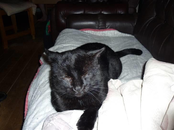 Huskat Greve Plys billede 15