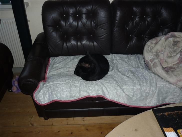 Huskat Greve Plys billede 16