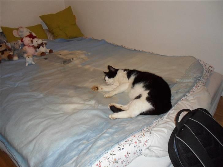 Blanding af racer Figo billede 1