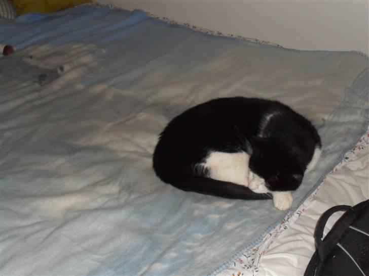 Blanding af racer Figo billede 2