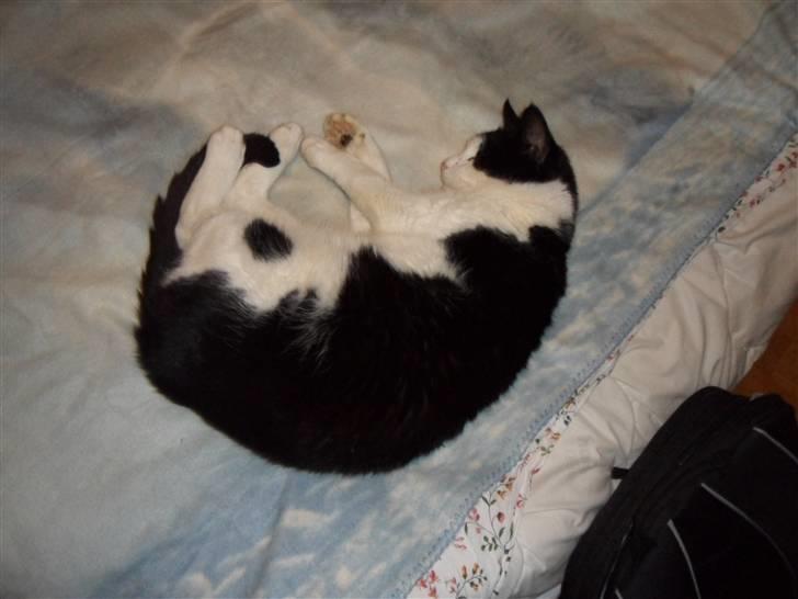 Blanding af racer Figo billede 3