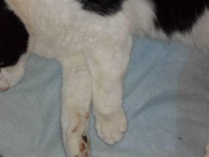 Blanding af racer Figo billede 4