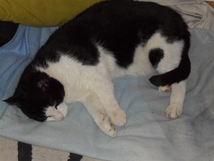 Blanding af racer Figo billede 5