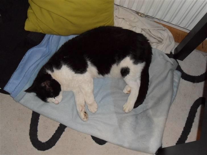 Blanding af racer Figo billede 6