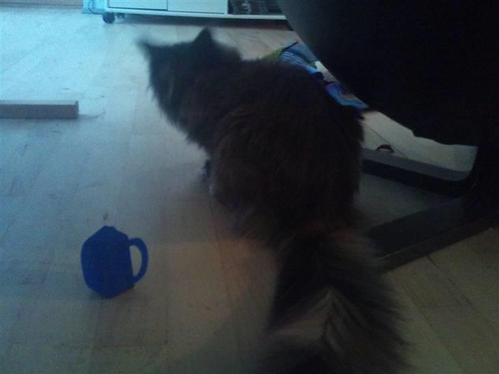 Maine Coon Jessie billede 7