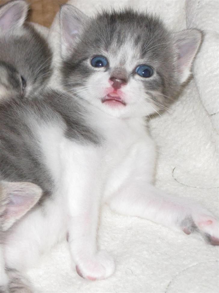 Huskat Princess Zelda billede 2