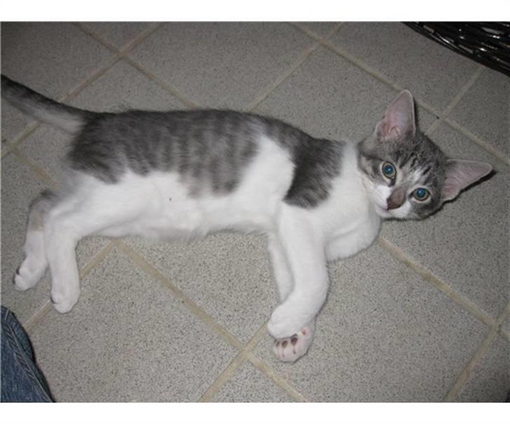 Huskat Princess Zelda billede 3