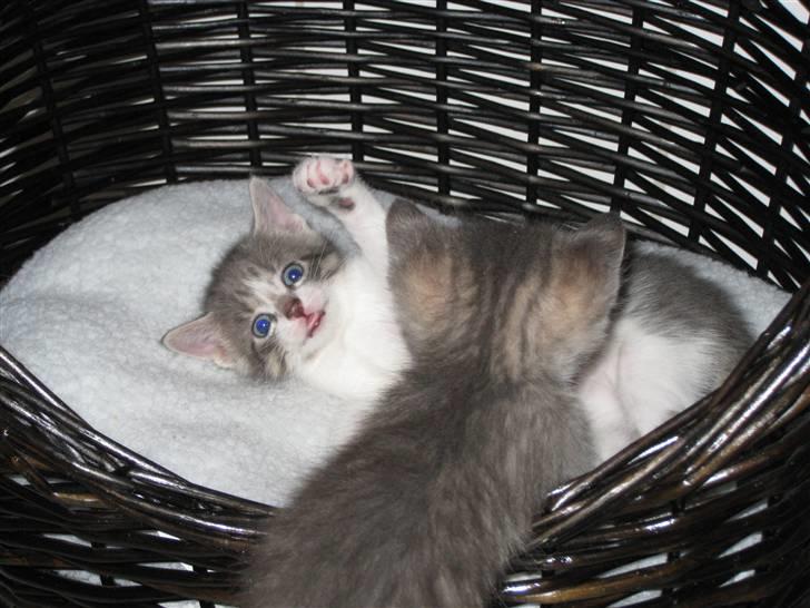 Huskat Princess Zelda billede 4