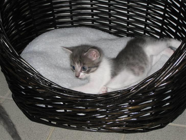 Huskat Princess Zelda billede 5