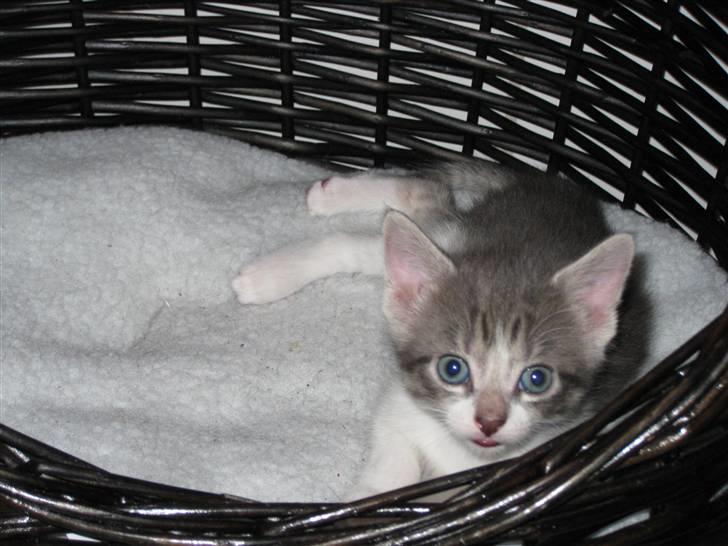 Huskat Princess Zelda billede 6