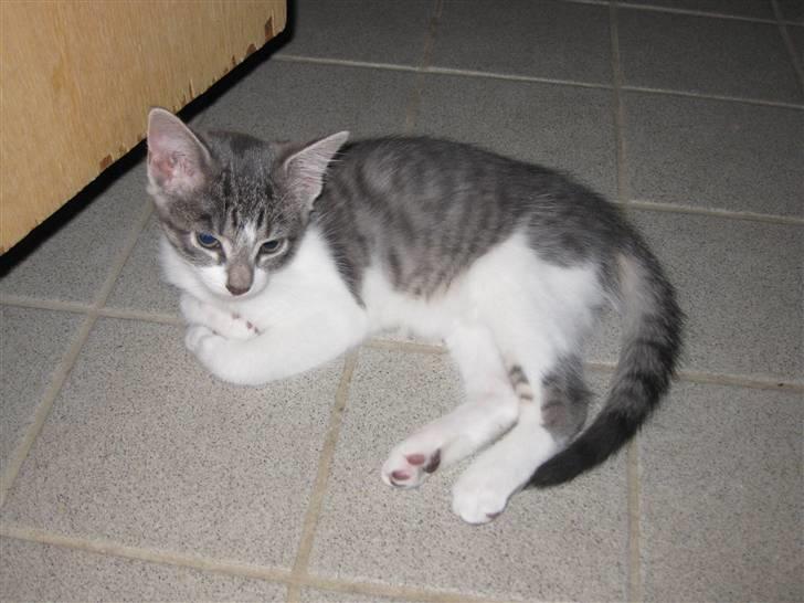 Huskat Princess Zelda billede 7