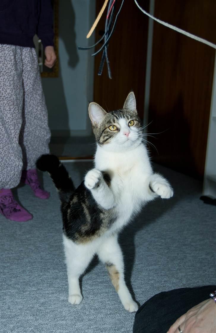 Huskat Futte billede 1