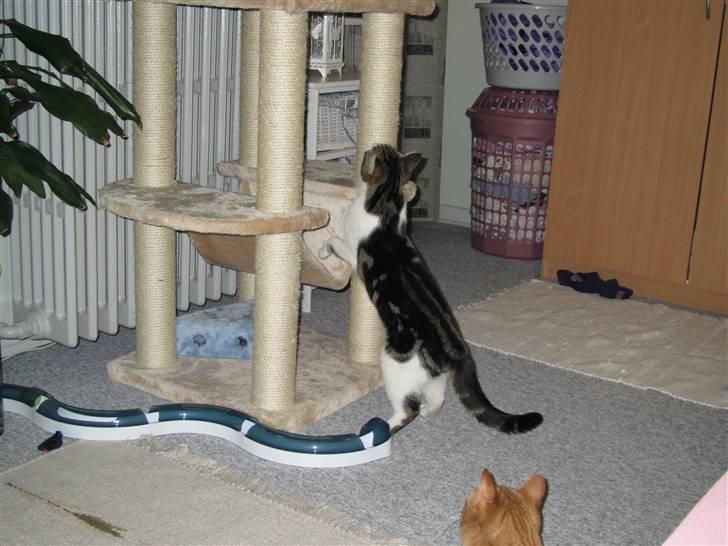 Huskat Futte billede 4