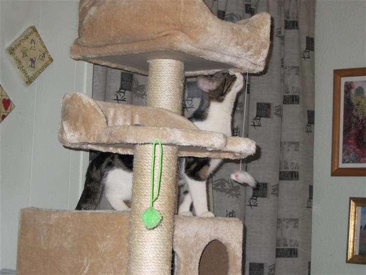 Huskat Futte billede 5