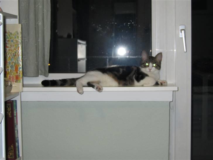 Huskat Futte billede 8