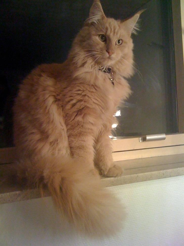 Maine Coon Pipper - Pipper tilbydes til parring billede 1