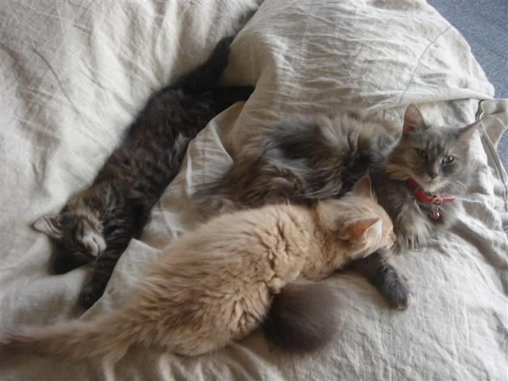 Maine Coon Mischa - Mischa med sine to guldklumper billede 1