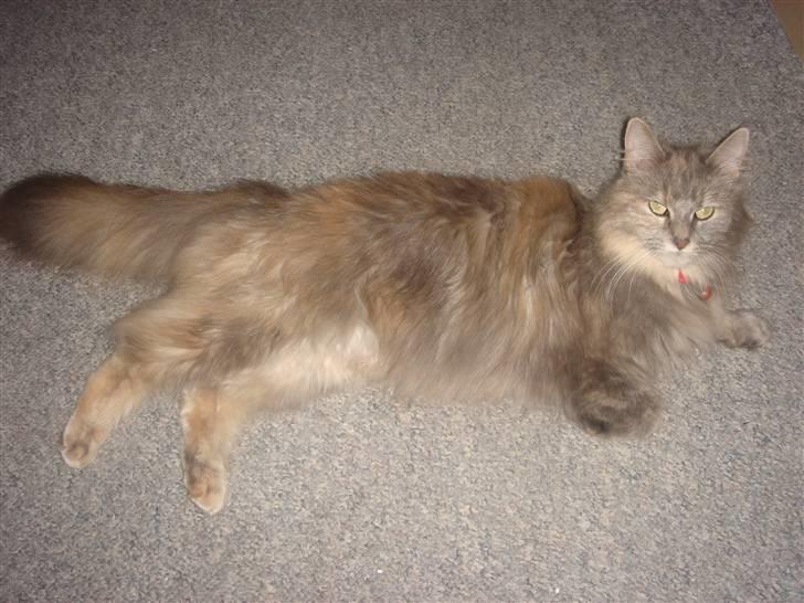 Maine Coon Mischa - Mischa billede 2