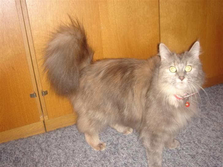 Maine Coon Mischa - Mischa billede 3